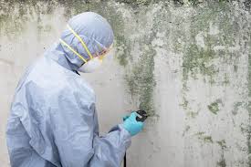 Best Basement Mold Removal  in Bodfish, CA